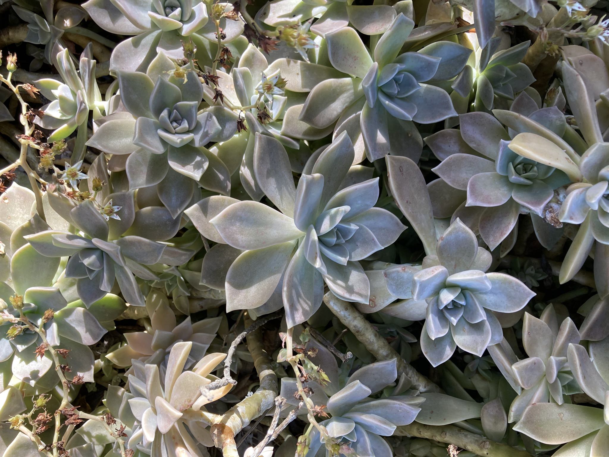 Graptopetalum paraguayense